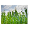 Cornfield cards