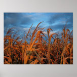 Cornfield Print