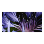 Cornflower photo cards