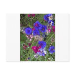 Cornflowers in the Wild Postcard