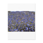 cornflowers postcard