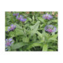 Cornflowers Postcard