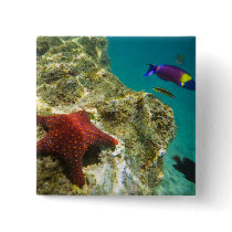Cortez Rainbow Wrasse male and female and sea