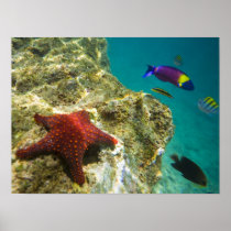 Cortez Rainbow Wrasse male and female and sea Print