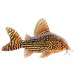 Corydoras Catfish Holiday Ornament photo sculptures