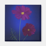 Cosmea3 Magnete
