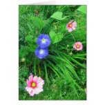 cosmos and morning glories card