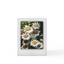 Cosmos Aster #2