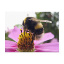 Cosmos bipinnatus post card