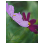 Cosmos flower and meaning flyers