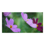 Cosmos flower and meaning photo cards