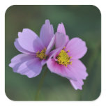 Cosmos in the Garden Sticker