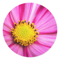 Cosmos Stickers