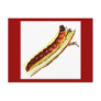 Cossus cossus caterpillar post cards