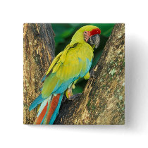 Costa Rica, Ara Ambigua, Great Green Macaw.