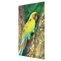 Costa Rica, Ara Ambigua, Great Green Macaw.