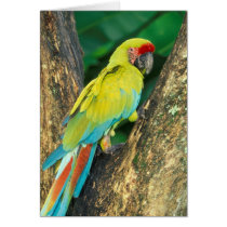Costa Rica, Ara Ambigua, Great Green Macaw.