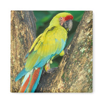 Costa Rica, Ara Ambigua, Great Green Macaw.