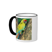 Costa Rica, Ara Ambigua, Great Green Macaw.