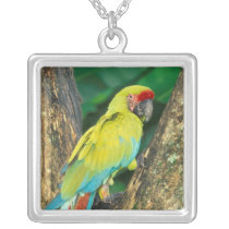 Costa Rica, Ara Ambigua, Great Green Macaw.