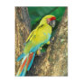 Costa Rica, Ara Ambigua, Great Green Macaw.