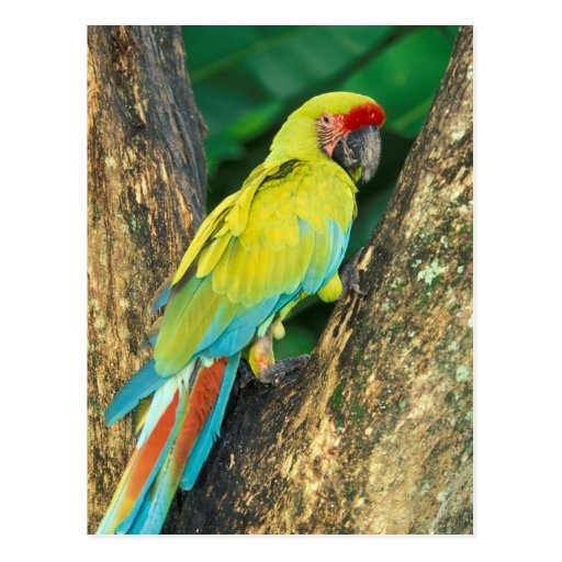 Costa Rica, Ara Ambigua, Great Green Macaw. Postcards