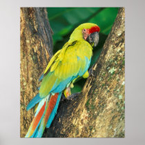 Costa Rica, Ara Ambigua, Great Green Macaw.