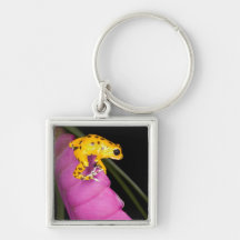 Costa Rica. Close-up of poison dart frog on Keychains