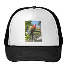 Costa Rica Macaw Hat