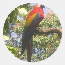 Costa Rica Macaw Round Sticker