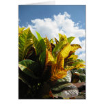Costa Rican Flora cards
