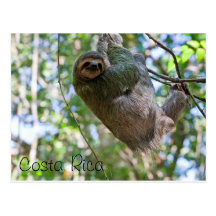 Costa Rican sloth Post Cards