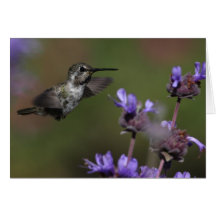 Costa’s Hummingbird - Joe Sweeney - card