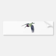 Costas Hummingbird Bumper Sticker