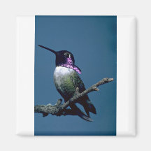 Costa's hummingbird, Calypte costae, Sacremento, U Refrigerator Magnet