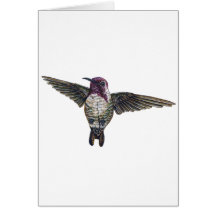 Costa's Hummingbird Card