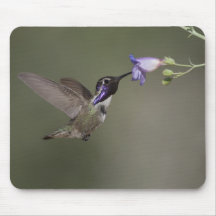 Costa's Hummingbird Mousepad