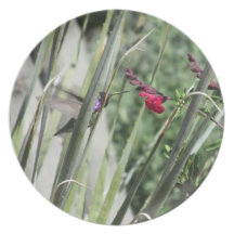 Costa's Hummingbird Plate