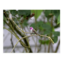 Costa's Hummingbird Post Card