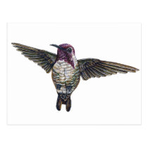 Costa's Hummingbird postcards