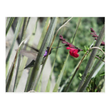 Costa's Hummingbird Postcard