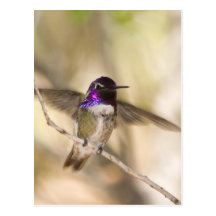 Costa's Hummingbird Postcard