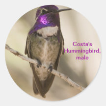 Costa's Hummingbird Round Sticker