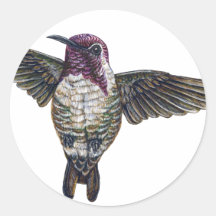 Costa's Hummingbird Round Sticker