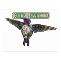 Costas Hummingbird with Banner postcards