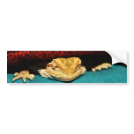 Cosy Bearded Dragon