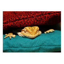 Cosy Bearded Dragon Business Card