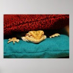 Cosy Bearded Dragon Poster