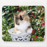 Cosy Kittens Calico Persian Kittens Mousepad