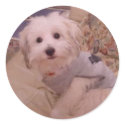 Coton du Tulear Sticker